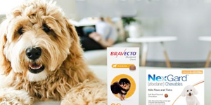 BestVetCare