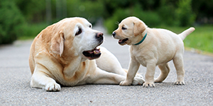 EntirelyPets