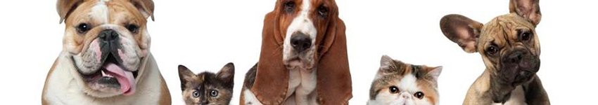 Best Vet Care
